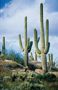 Cave Creek Real Estate Cave Creek Real Estate